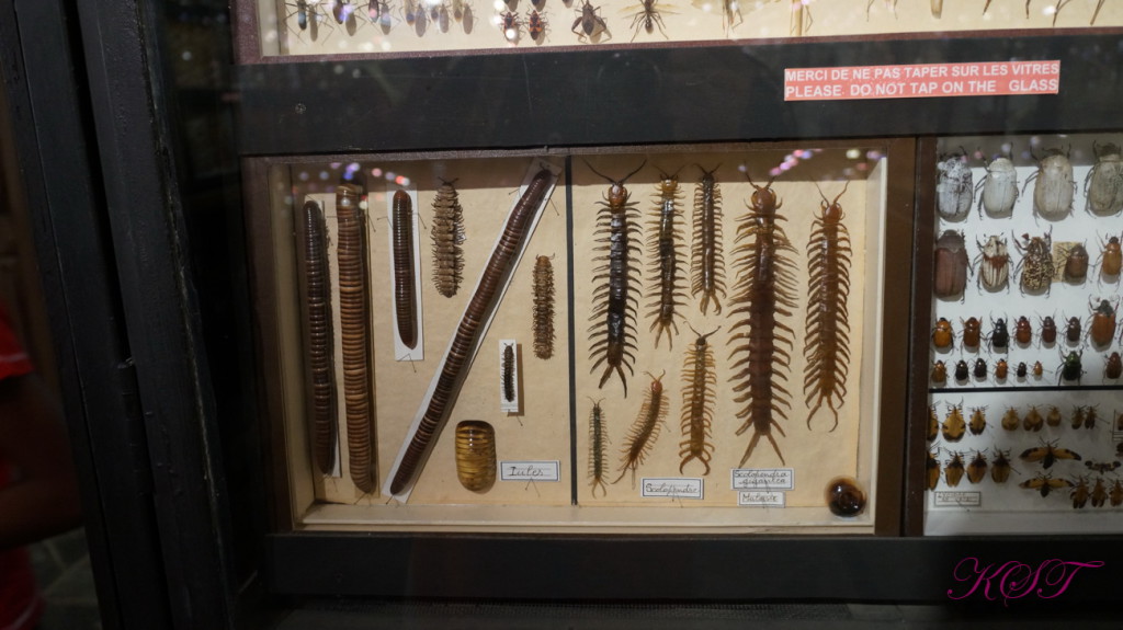 Музей насекомых